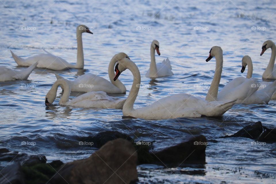 Flock of swans