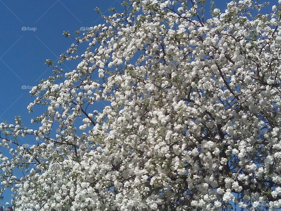 Flower, Tree, Season, Branch, Nature