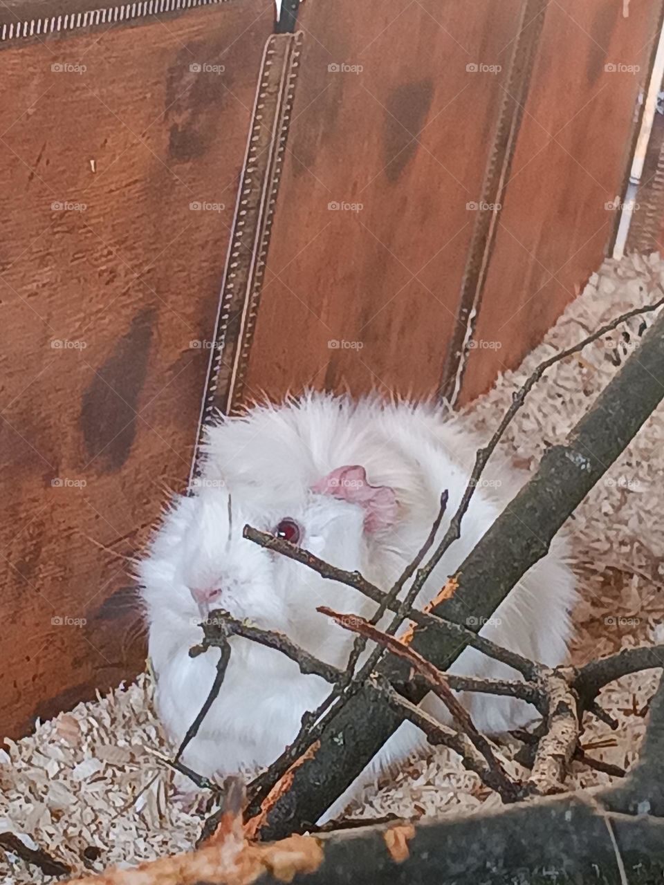 Beautiful Guinea pig