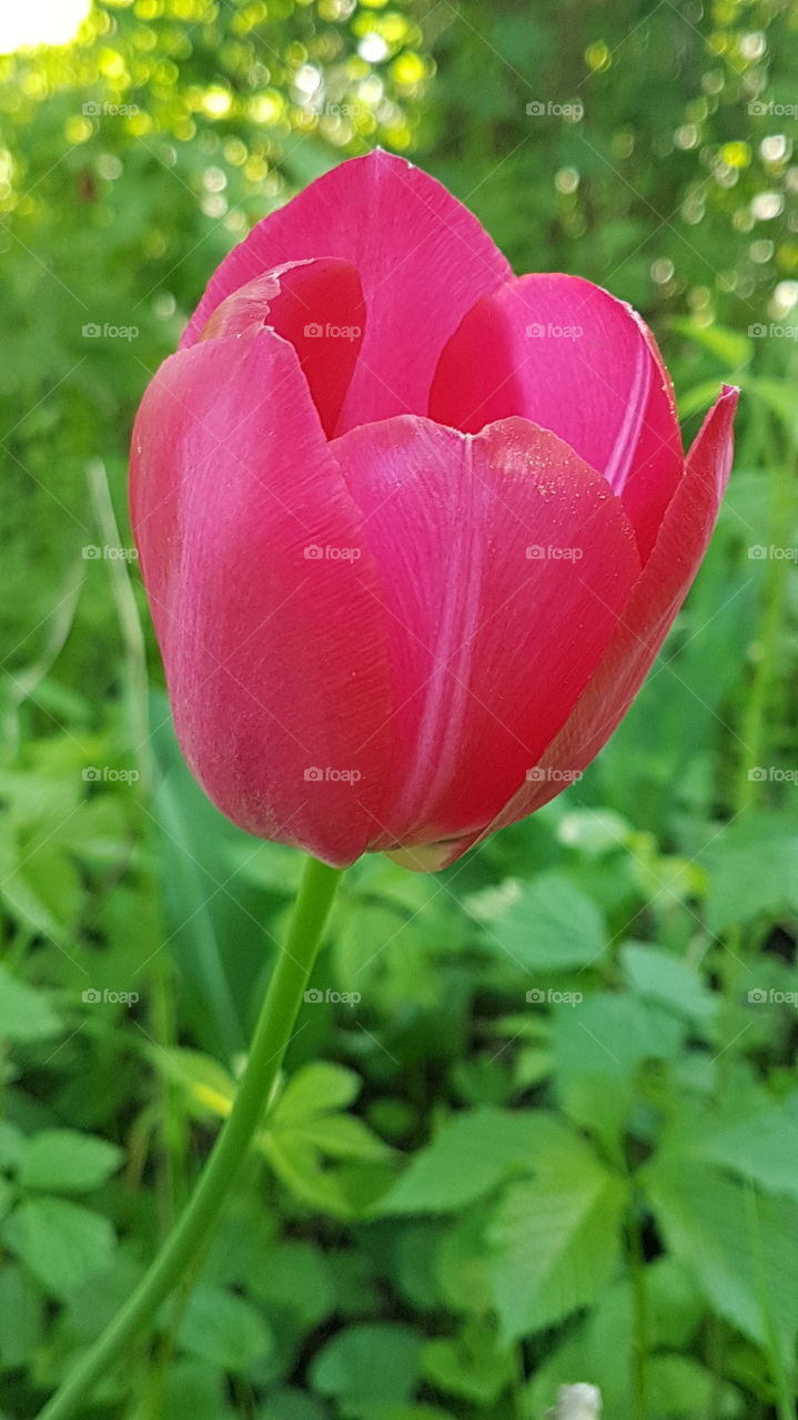 pink tulip closeup