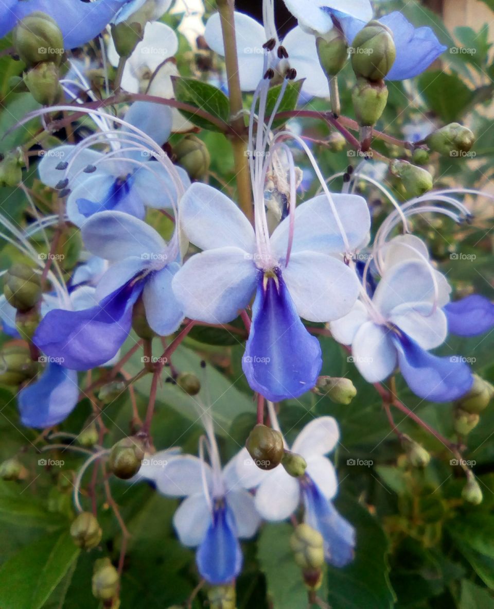 Lindas flores de borboletinha azul, um pequeno arbusto cheio de charme.