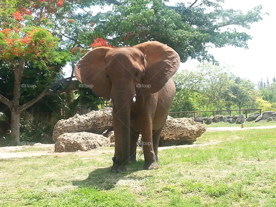 miami elephant
