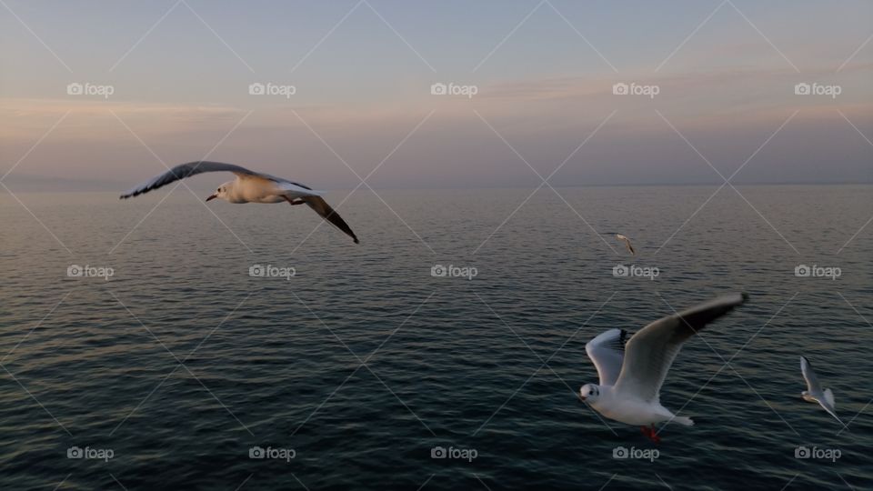 Seagulls, Bird, No Person, Water, Nature