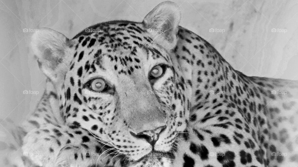 Leopard #Vadodara #Black n White