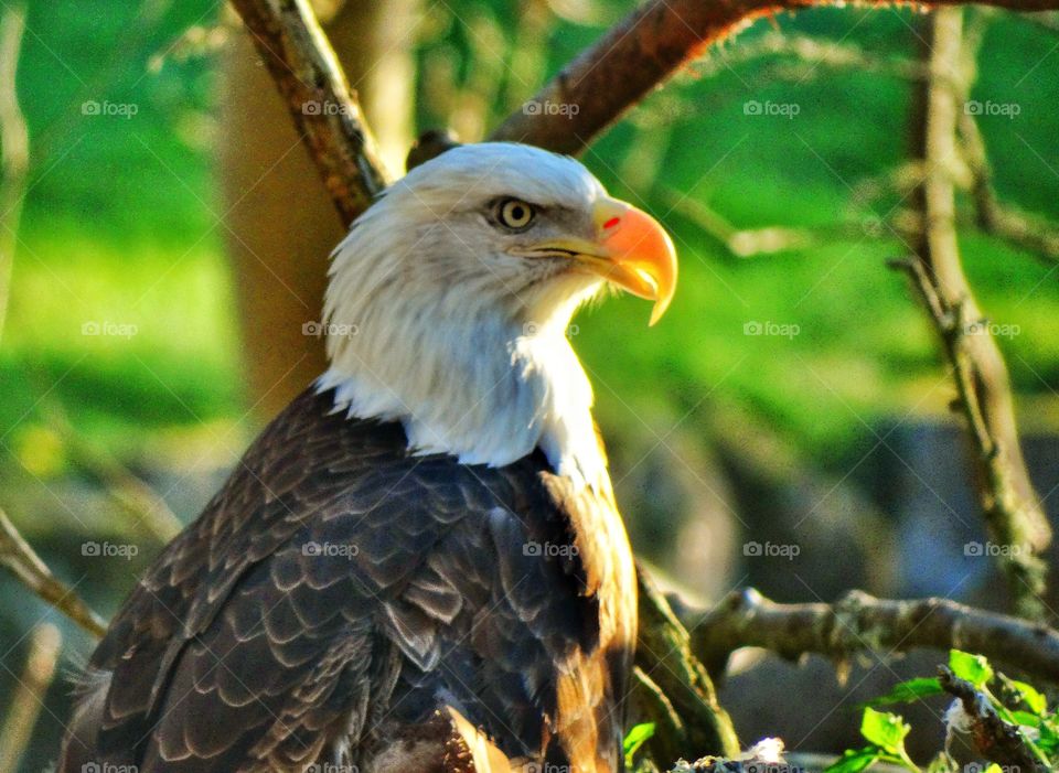 Bald Eagle Just Before Sunset. Majestic Eagle During The Golden Hour
