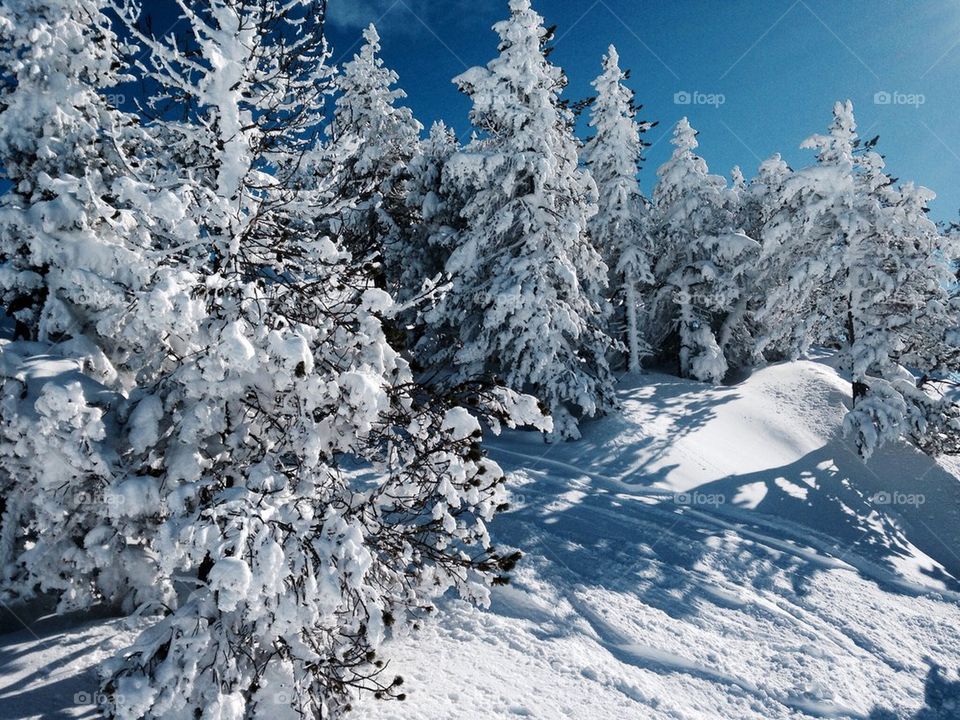 Dense snow covered trees