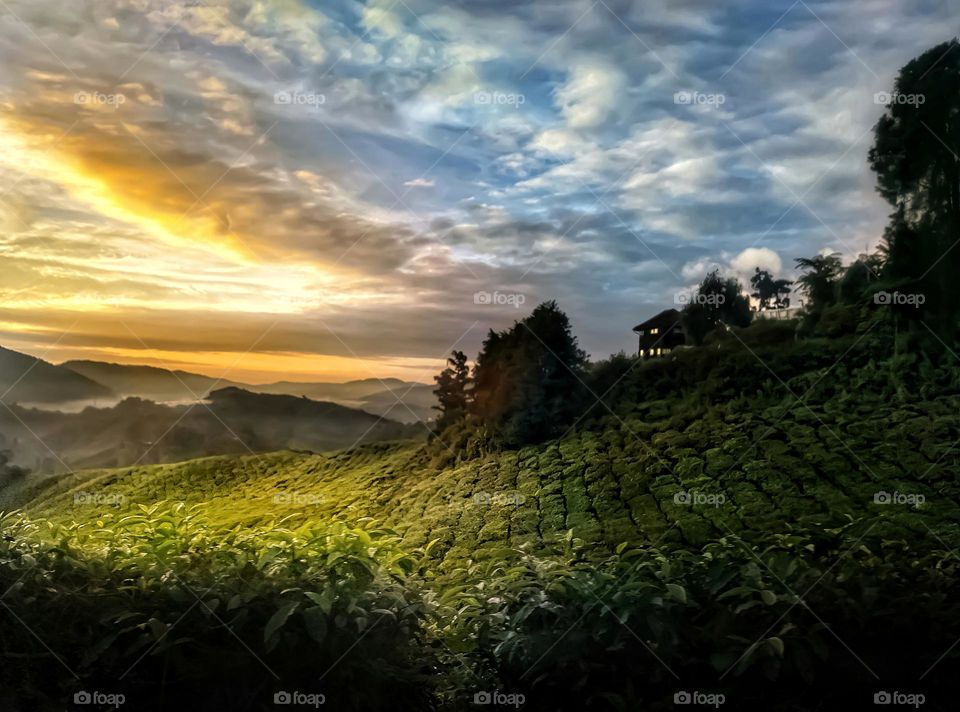 Sunrise on tea plantation farms