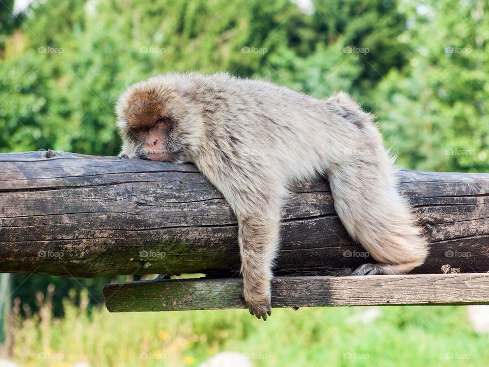 Lazy monkey