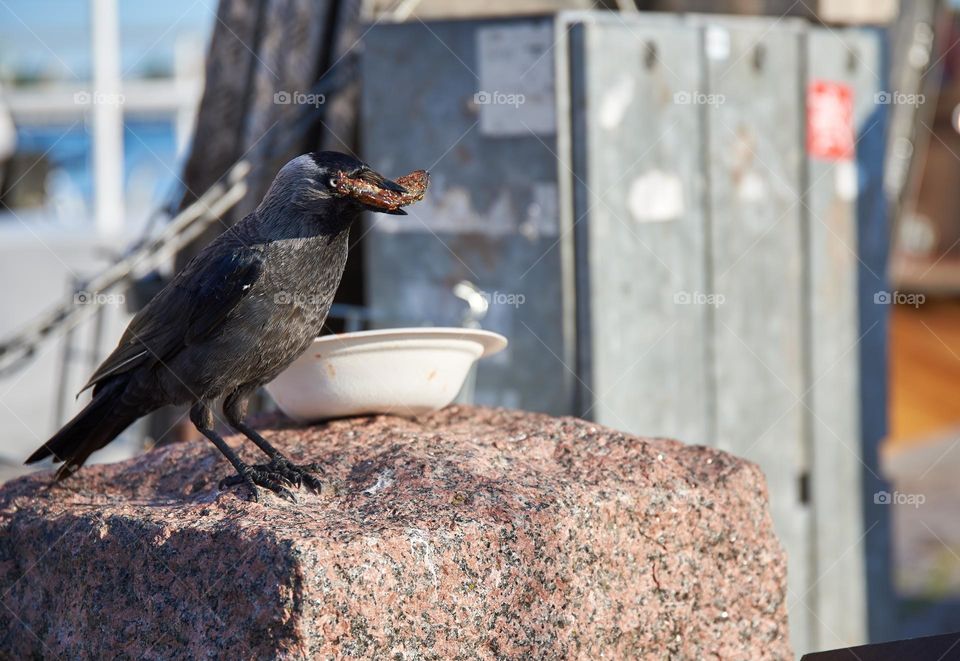 Crow eating fried leftover vendance from disposable paper plate on a stone in Marker Square (Kauppatori) in Helsinki, Finland on summer evening.