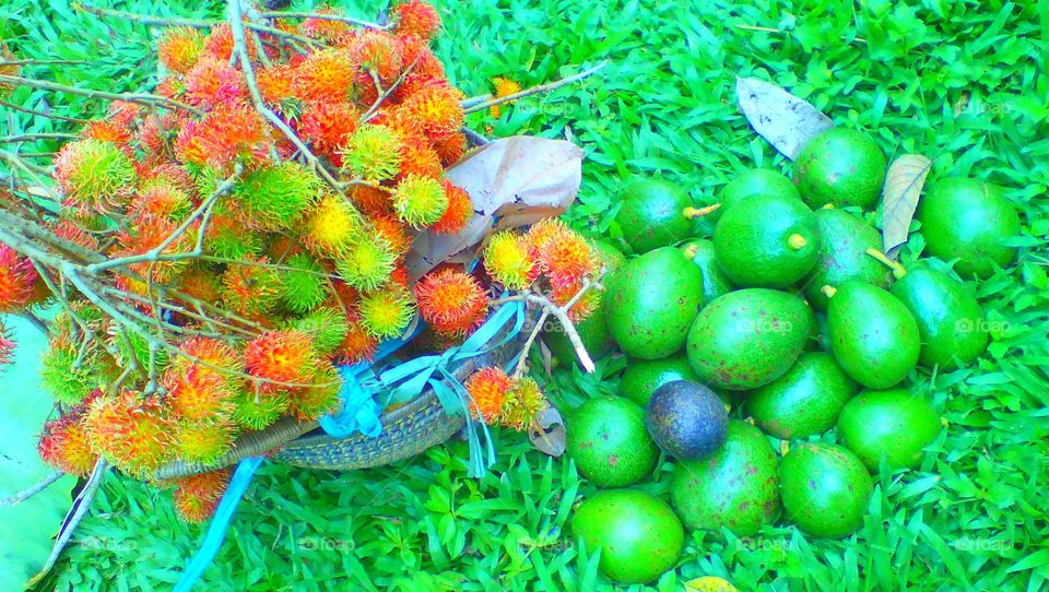 Fresh harvest fruits.
@Rambutan
@Avocado
