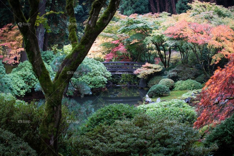 Japanese Gardens
