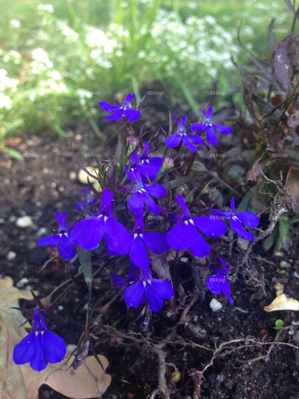 Australian native purple flowers 