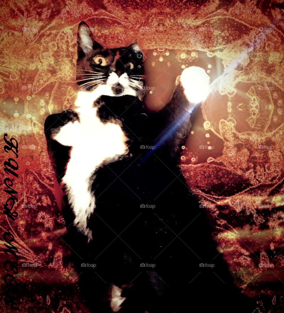 Tuxedo Kung Fu cat, funny.