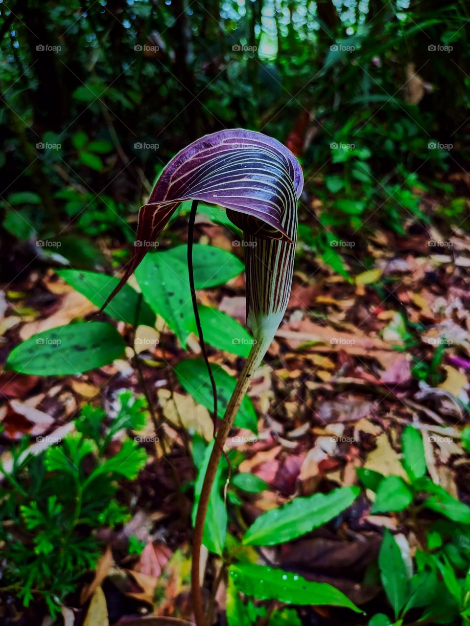 Cobra lily (Arisaema sp) blooming with
blurred plant leaves background, growing
in tropical forest of North Sumatra,
Indonesia