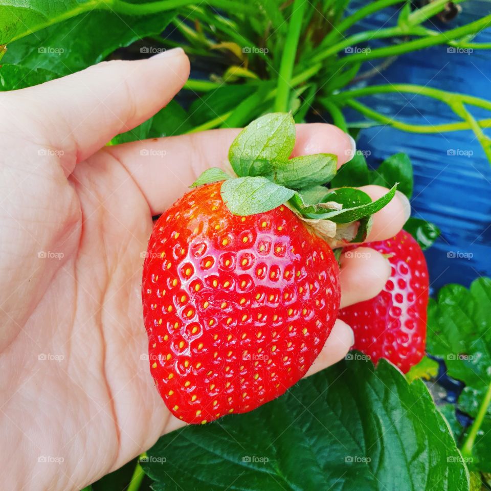 holding strawberry, pure, fresh, yum, tasty
