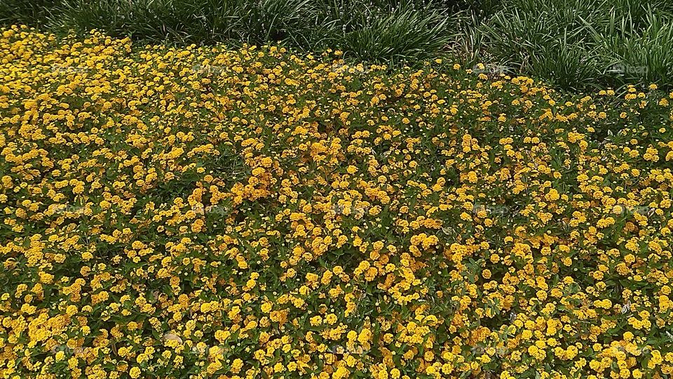 Yellow flowers. I caught this when I seen this beautiful flower bed hope you like it.