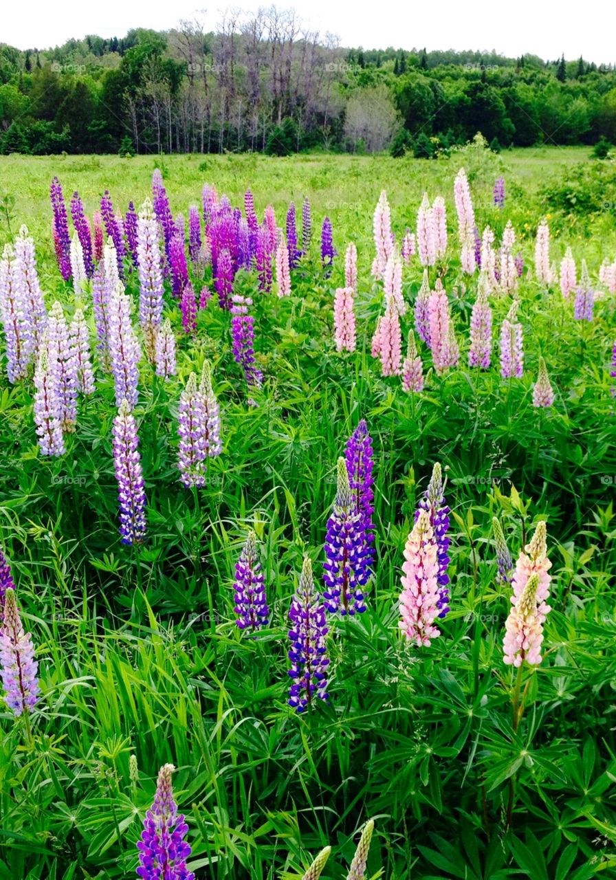 Lupines in full bloom along the roadside in northern New England. These perennials bloom in various colors & spread, they're wildflowers🍃
