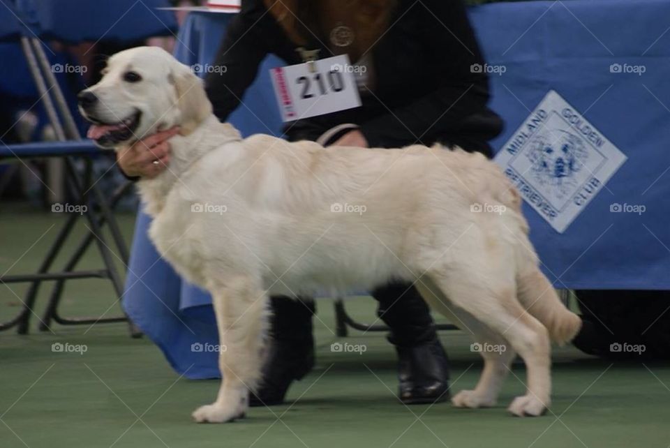 Golden retriever