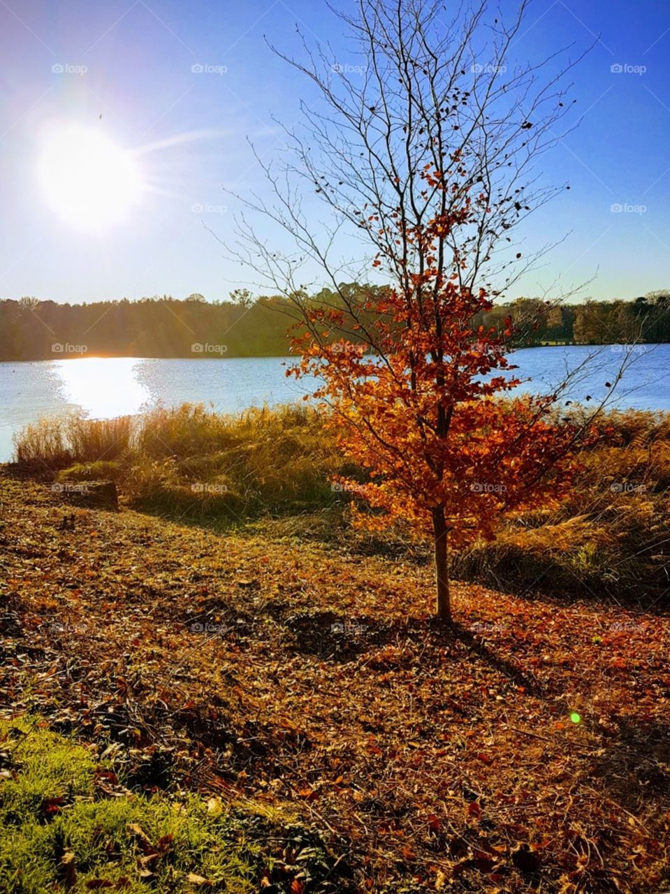 Autumn trees in front of lake 