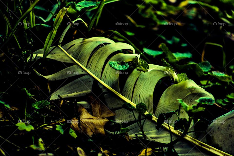 white feather laying in the grass amongst clovers and leafs