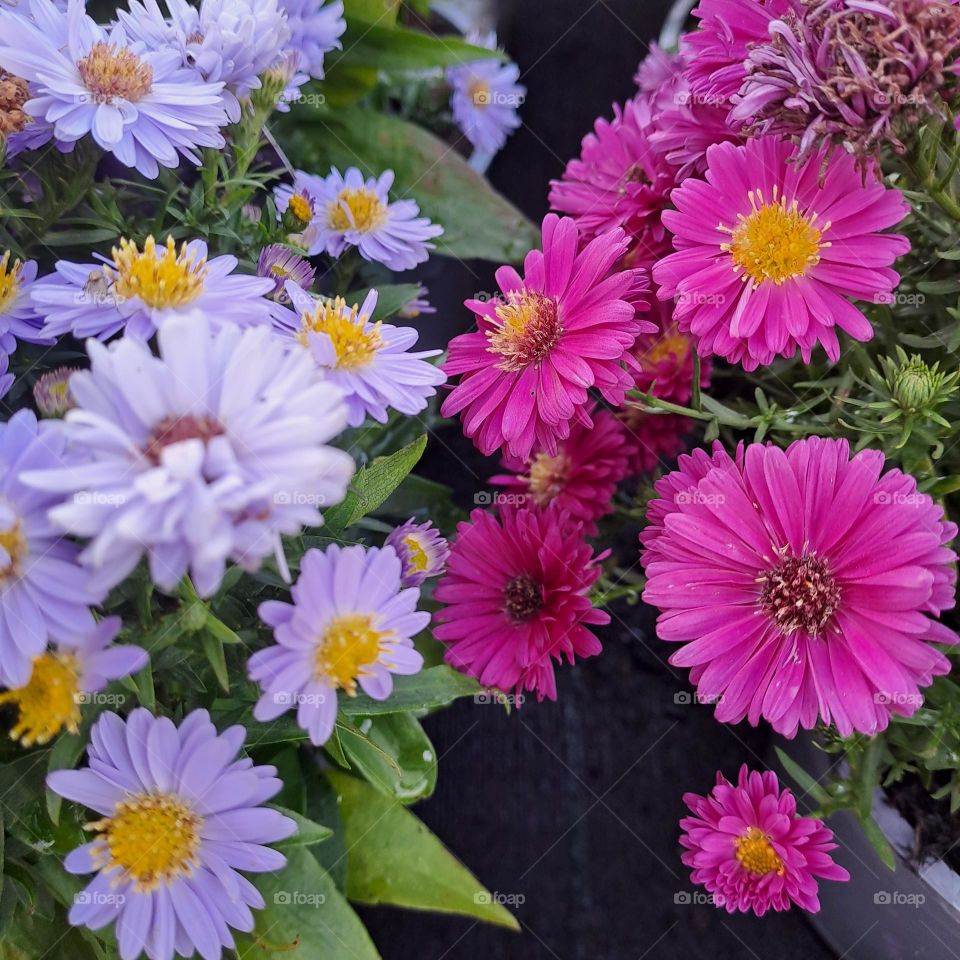 purple and pink daisy like flowers side by side with yellow centres and green leaves