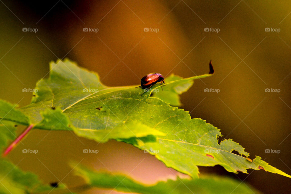 Beatle on a leaf taken in Georgia