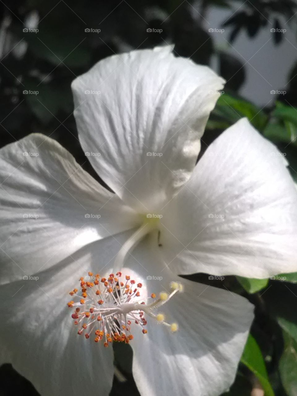 Flower, No Person, Nature, Flora, Leaf