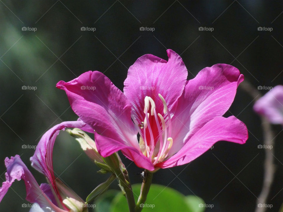 green flower purple tree by sonchai