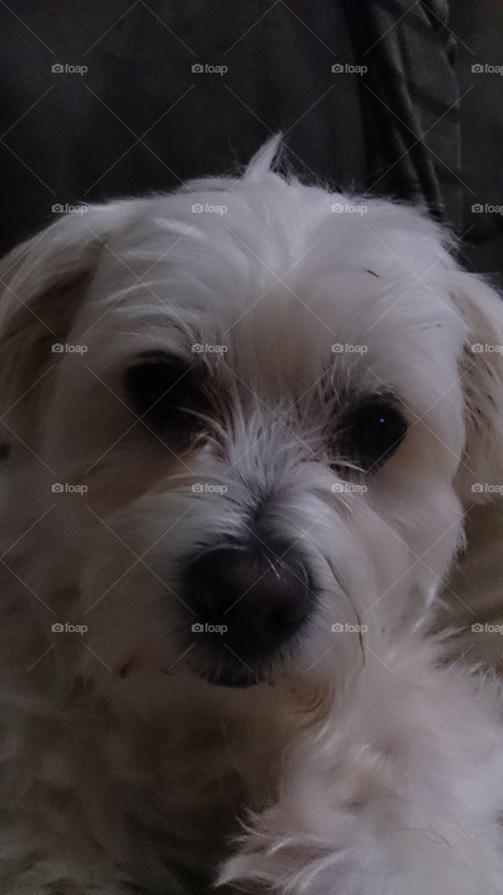 Fluffy White Dog. Maltese crossed with a WestHighland Terrier 
