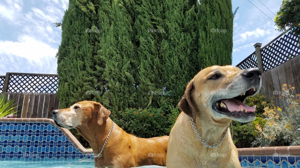 Two of the coolest ridgebacks ever