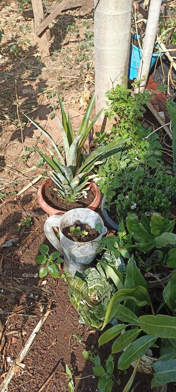 Pineapple seedlings