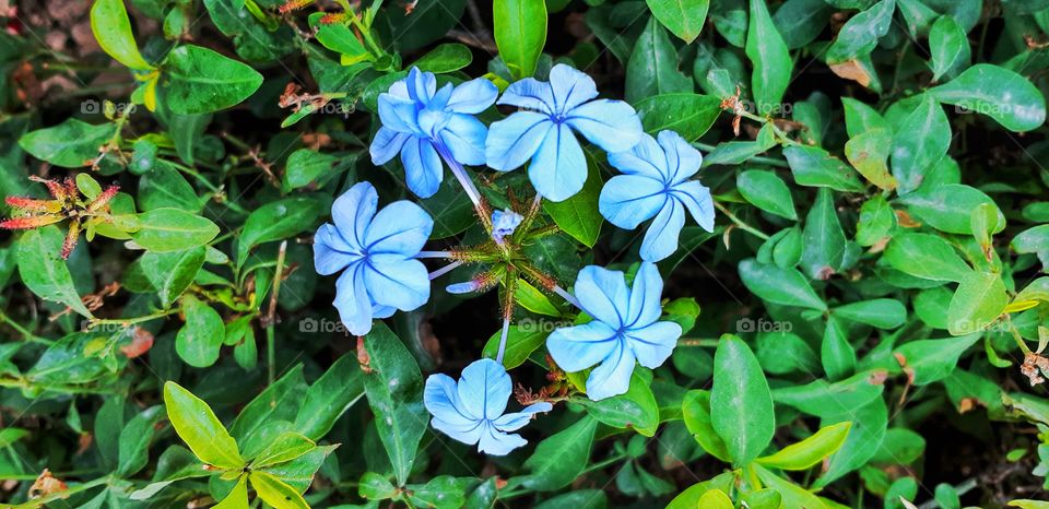 She sprouted love like flowers, grew a garden in her mind, and even on the darkest days, from her smile the sun still shined.
Blue- the color of royalty & peace! ๐๐ฟ