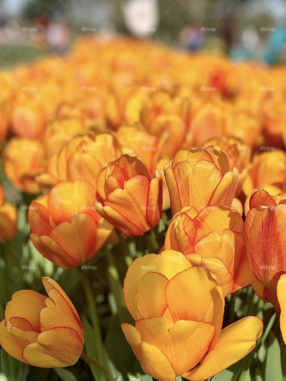 Springtime - beautiful tulips 