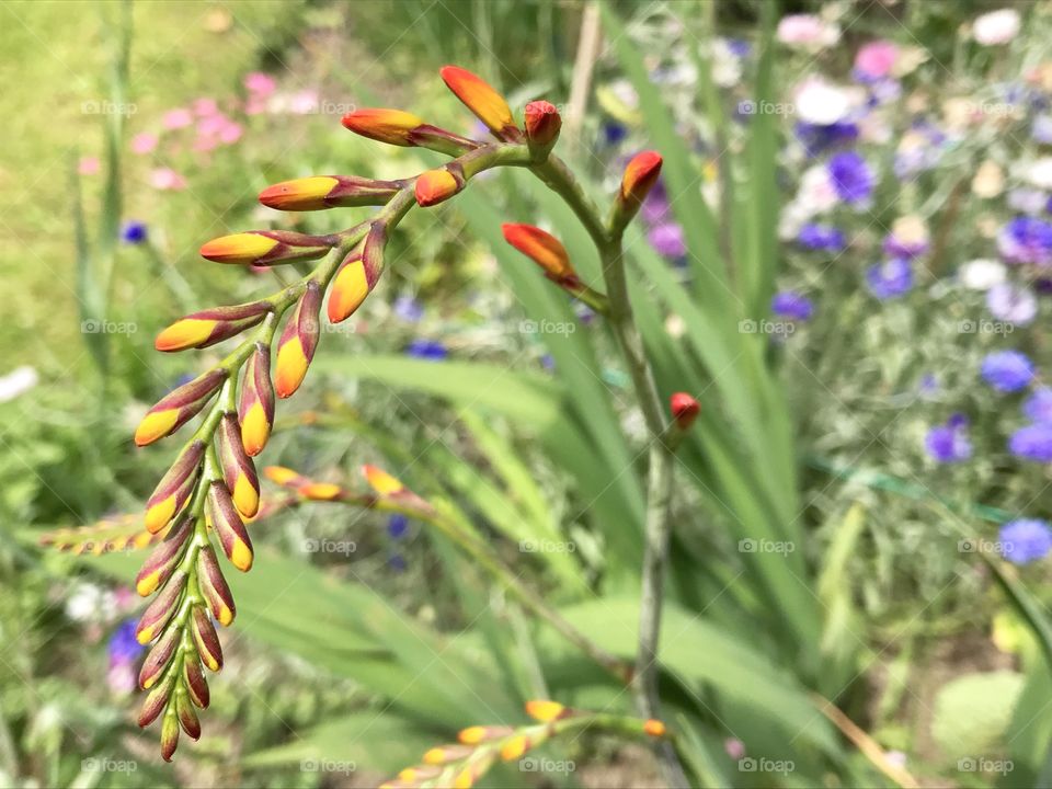 Crocosmia flower sprays in bud. 