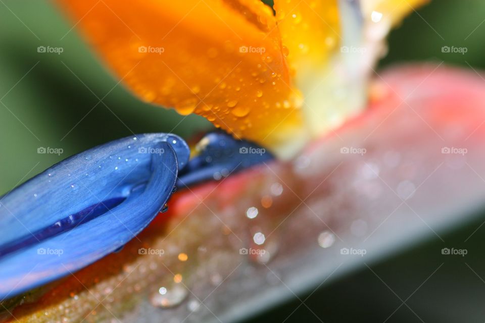 Detail of Bird of Paradise after rain fall