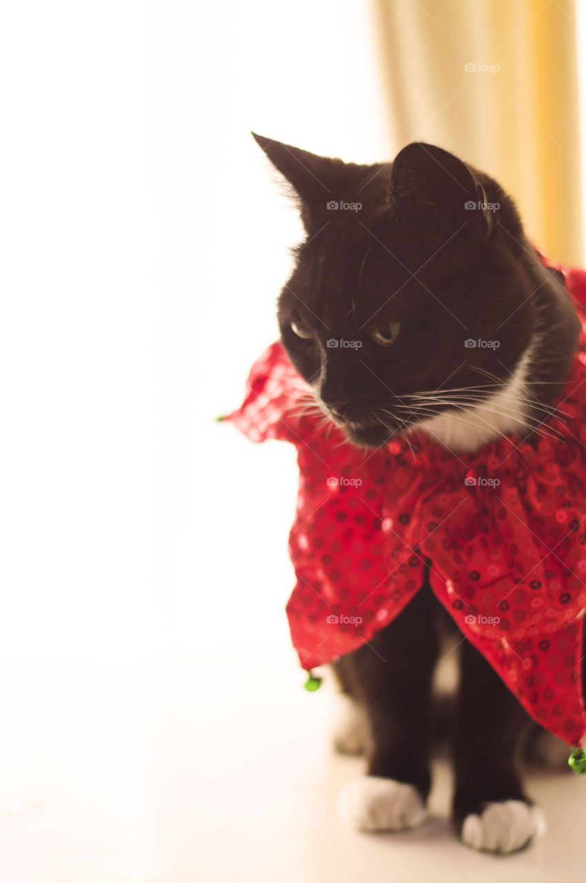 Cute cat in Christmas clothing