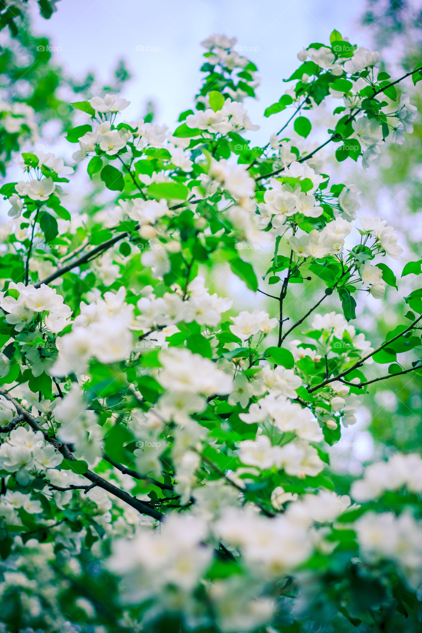 Blooming apple tree