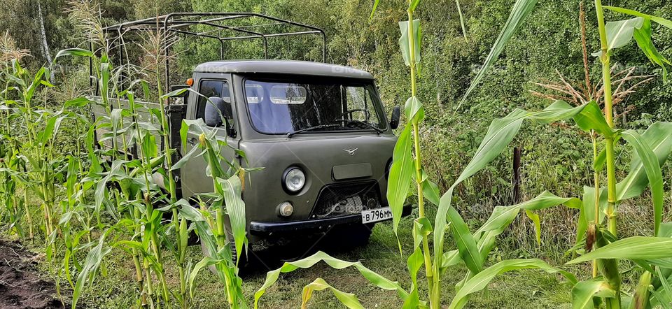 грузовик в кукурузе