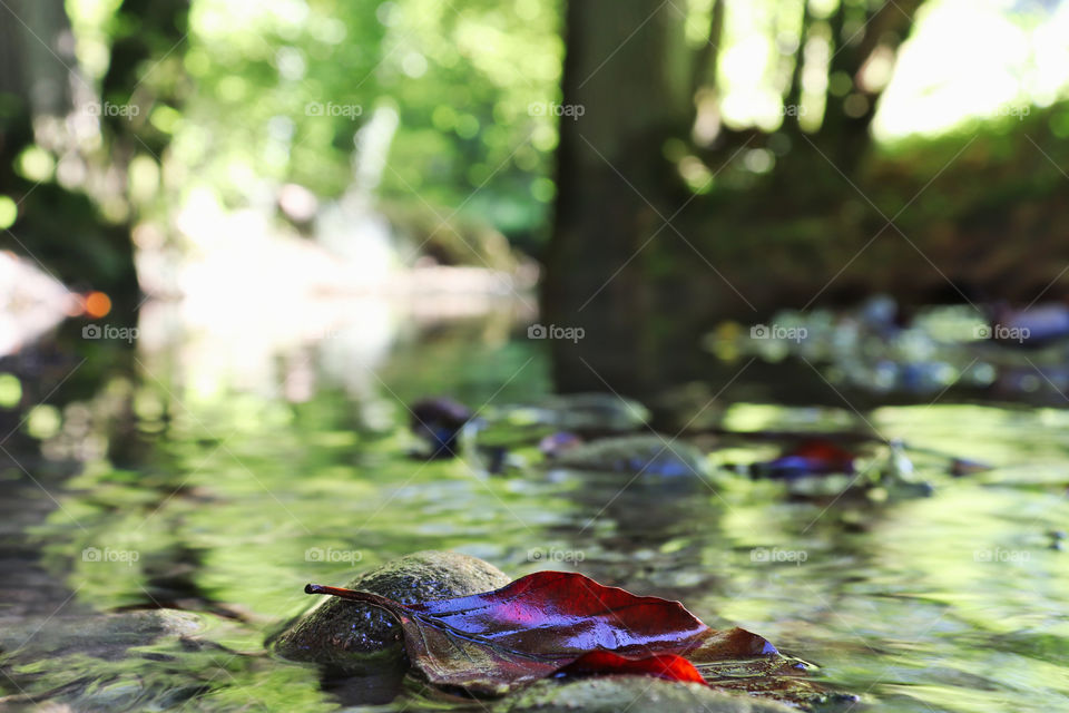 Orange autumn leaf trapped on stone in little stream