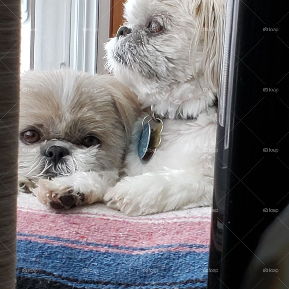 My babies Daisy & Dexter