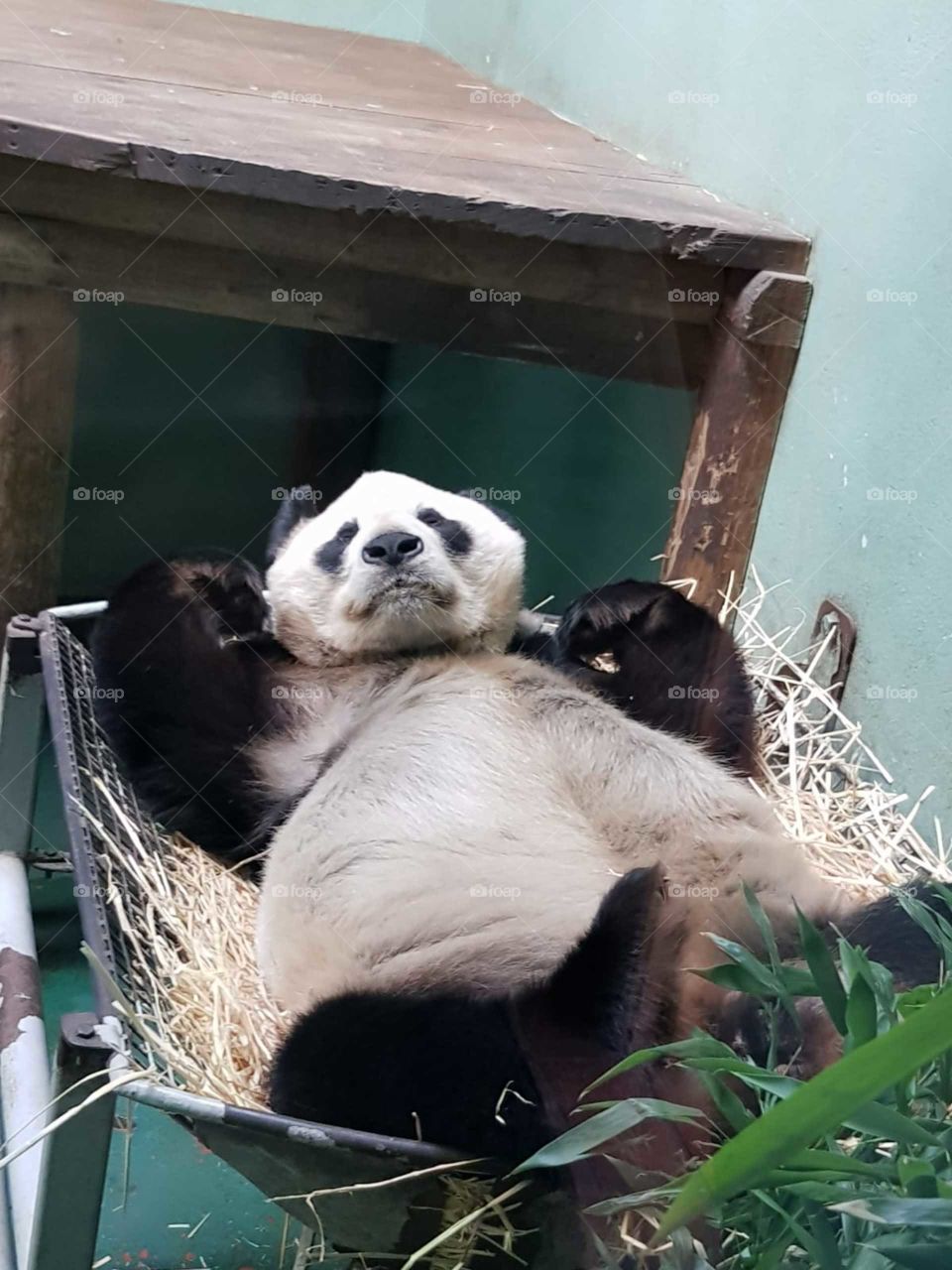 the most chilled panda