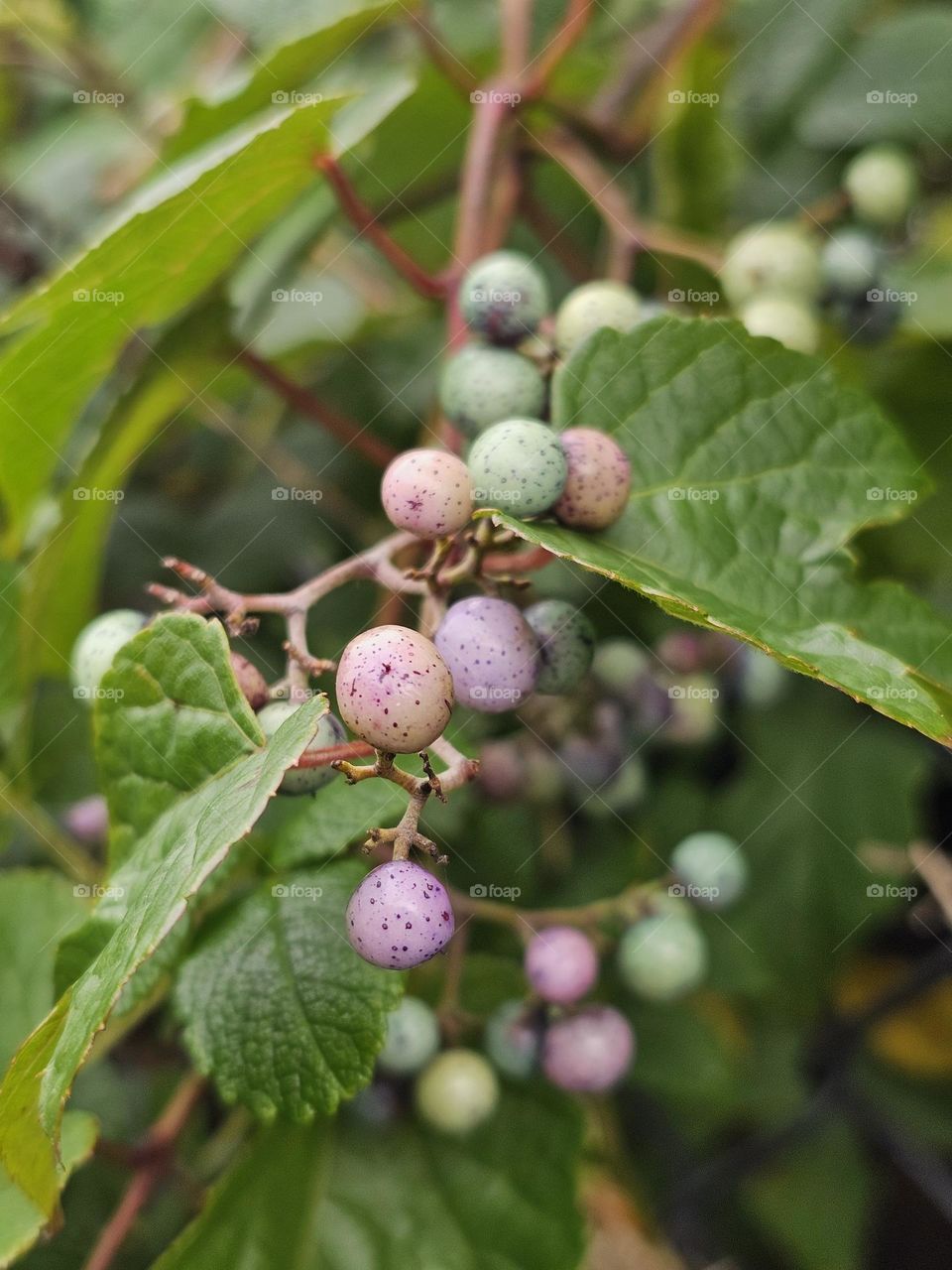 Multi Colo Berries