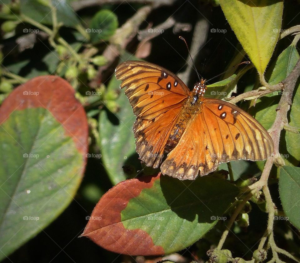 Orange butterfly on leaves