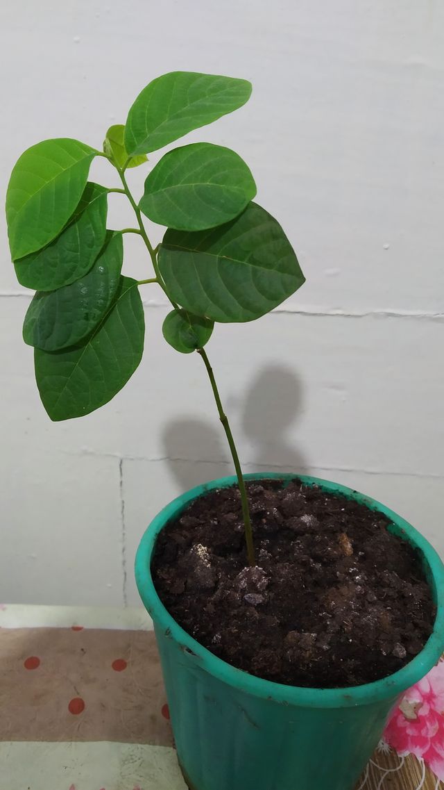 green plant