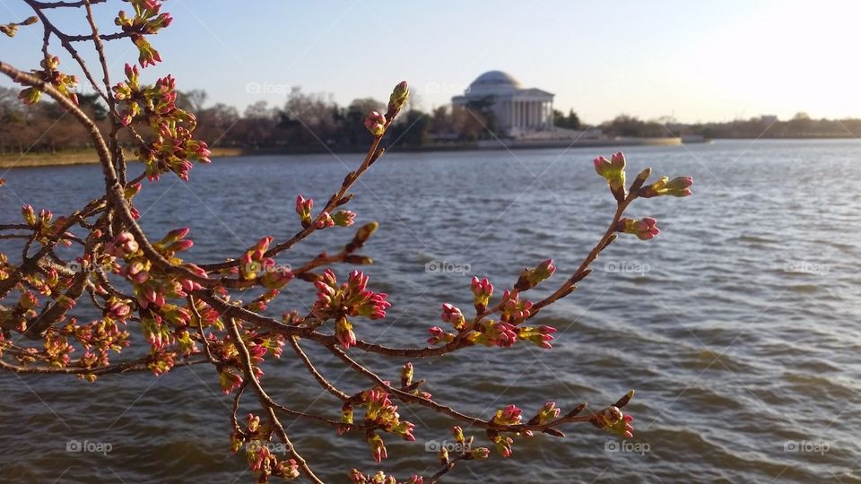 Cherry blossom at Washington, DC