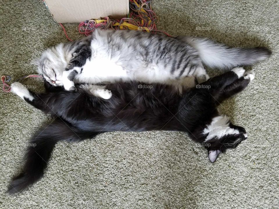 Fluffy Kittens Cuddling