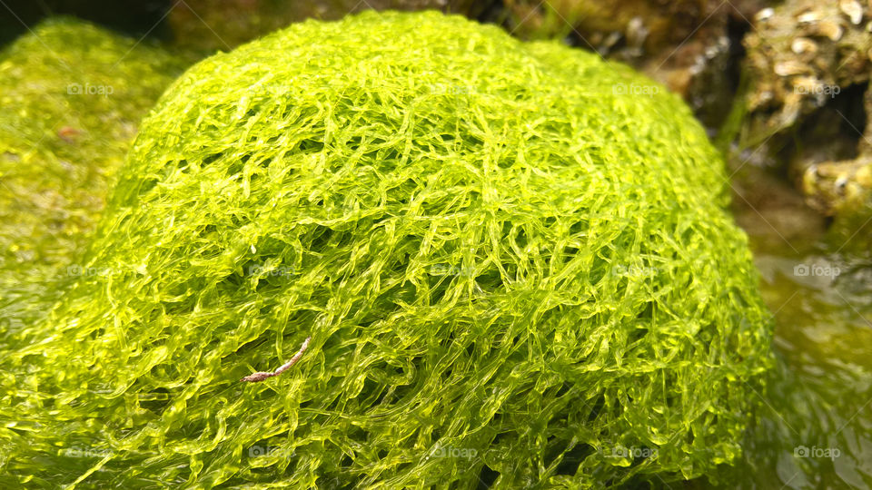 Algae close up