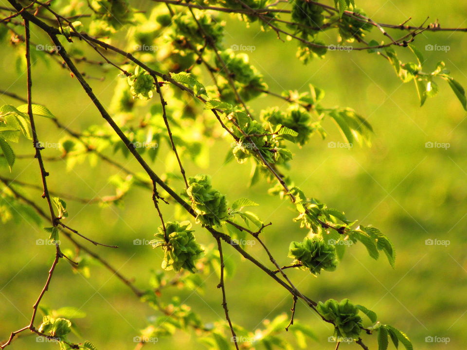 Close-up of tree branch