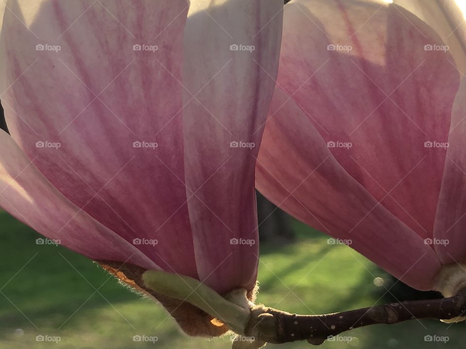 Really pretty flower from a tree