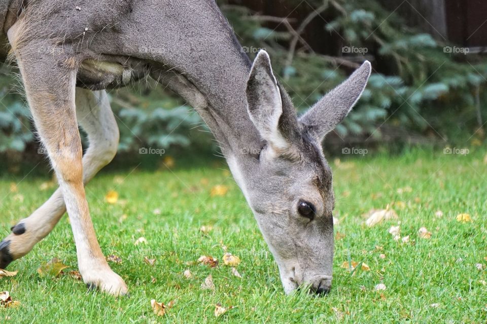 Deer eating 